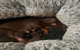 Miniature Dachshund dogs for sale: Gorgeous mini dachshunds ready to leave now - Image 7