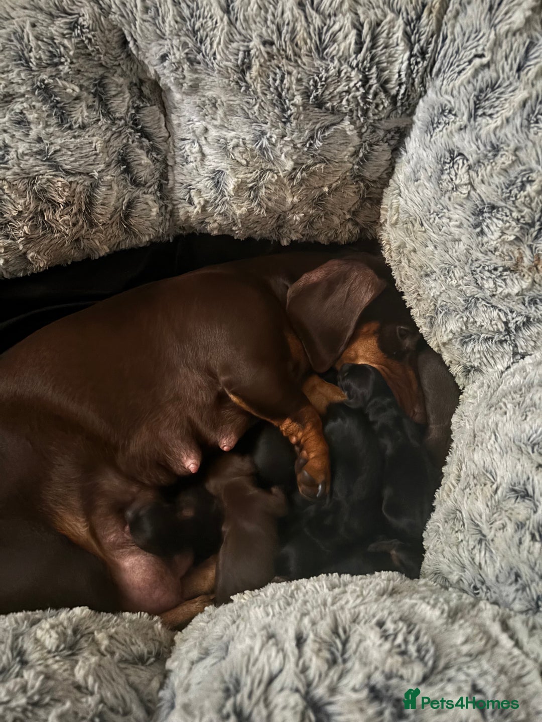 Miniature Dachshund dogs for sale: Gorgeous mini dachshunds ready to leave now - Image 7