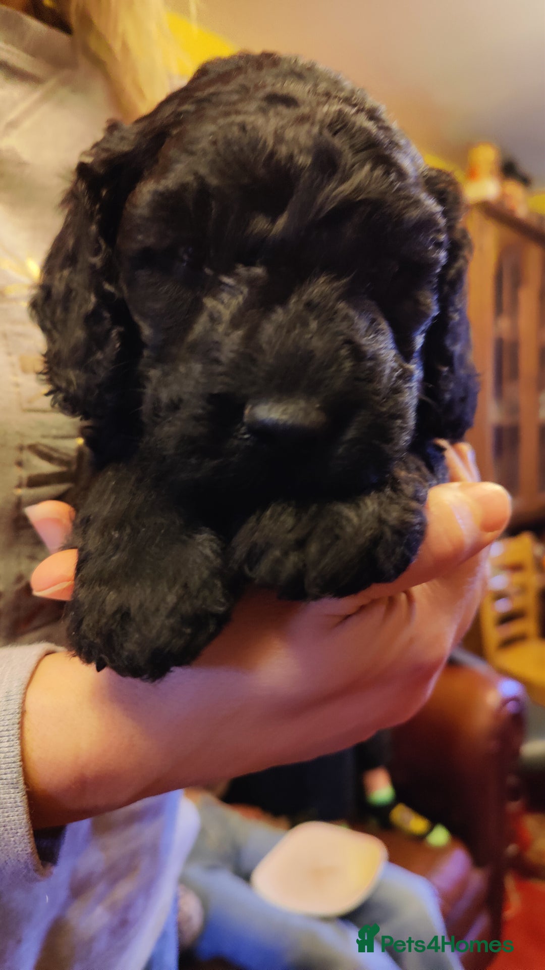 Labradoodle dogs for sale: Beautiful labradoodle puppies  - Advert 3
