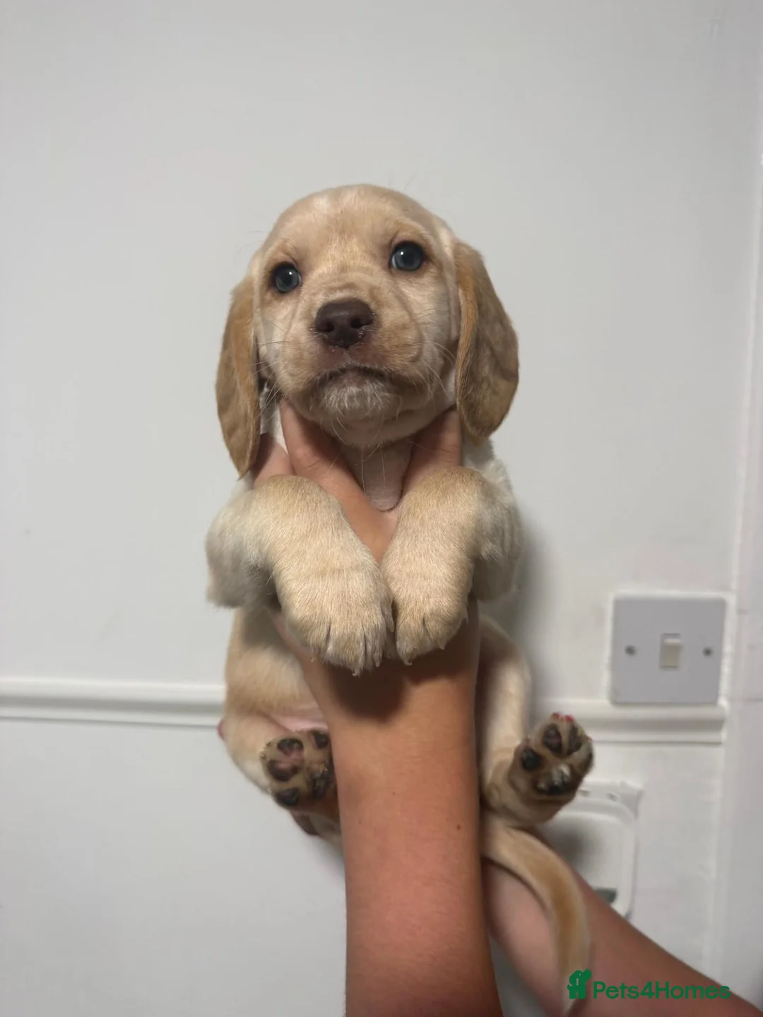 Cockerdor dogs for sale: Cockerdor Puppies KC Labrador Mum × Fox Red Cocker in Lanark - Advert 2