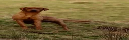Labrador Retriever dogs for sale: Labrador puppies  in Burnley - Advert 9