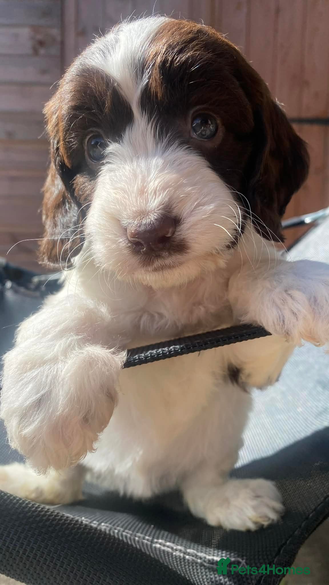 Sproodle dogs 🐶💕Adorable Sprockerpoo Puppies🐶💕 - Advert 2