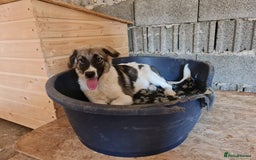 Mixed Breed dogs for adoption: Beautiful and Gentle HEIDI - for a Loving Home - Image 5