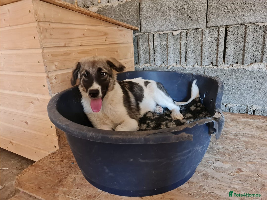 Mixed Breed dogs for adoption: Beautiful and Gentle HEIDI - for a Loving Home - Image 5