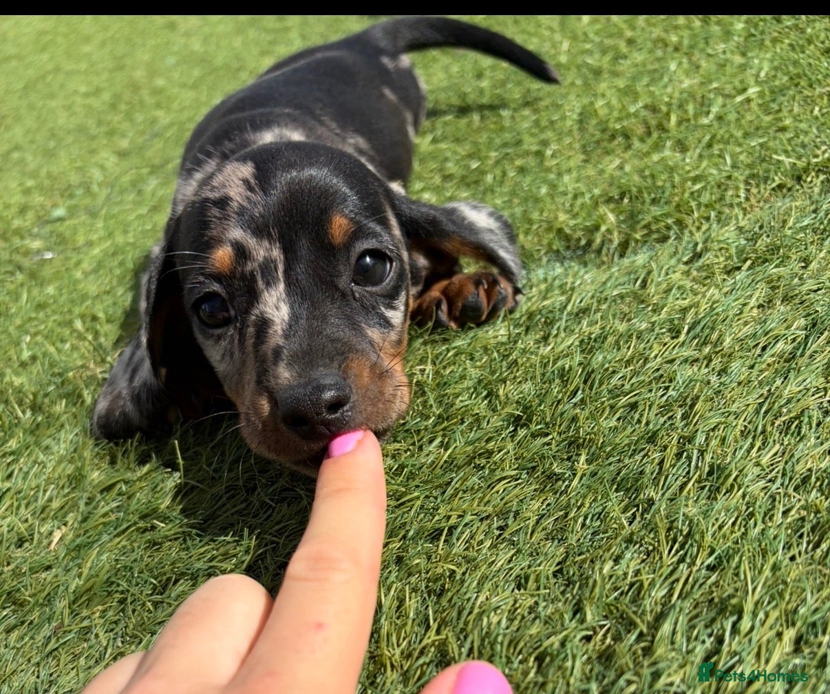 Miniature Dachshund dogs Miniature dachshund puppies  - Advert 7