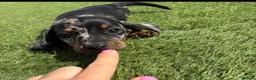 Miniature Dachshund dogs for sale: Miniature dachshund puppies  in Bridgwater - Advert 1