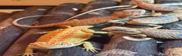 Bearded Dragon reptiles for sale: Stunning baby bearded dragons £100 ONO  - Advert 10