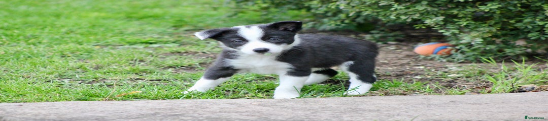 Border Collie Puppy 2