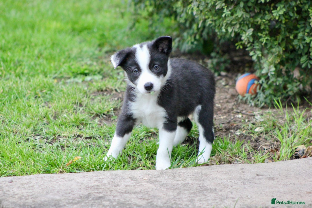 Border Collie dogs for sale: Border Collie Puppies  - Image 9