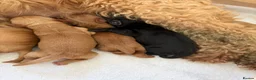 Mixed Breed dogs for sale: Beautiful double doodle puppies in Tredegar - Advert 12
