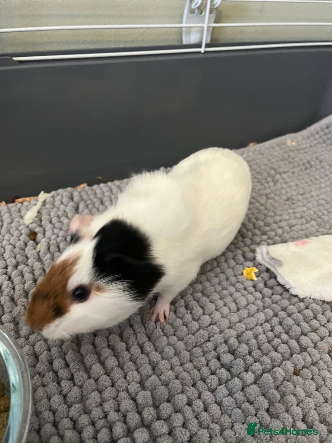 Guinea Pig rodents for sale: Guinea pig - Advert 5