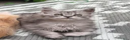 Maine Coon cats for sale: Maine coon kittens - Advert 11