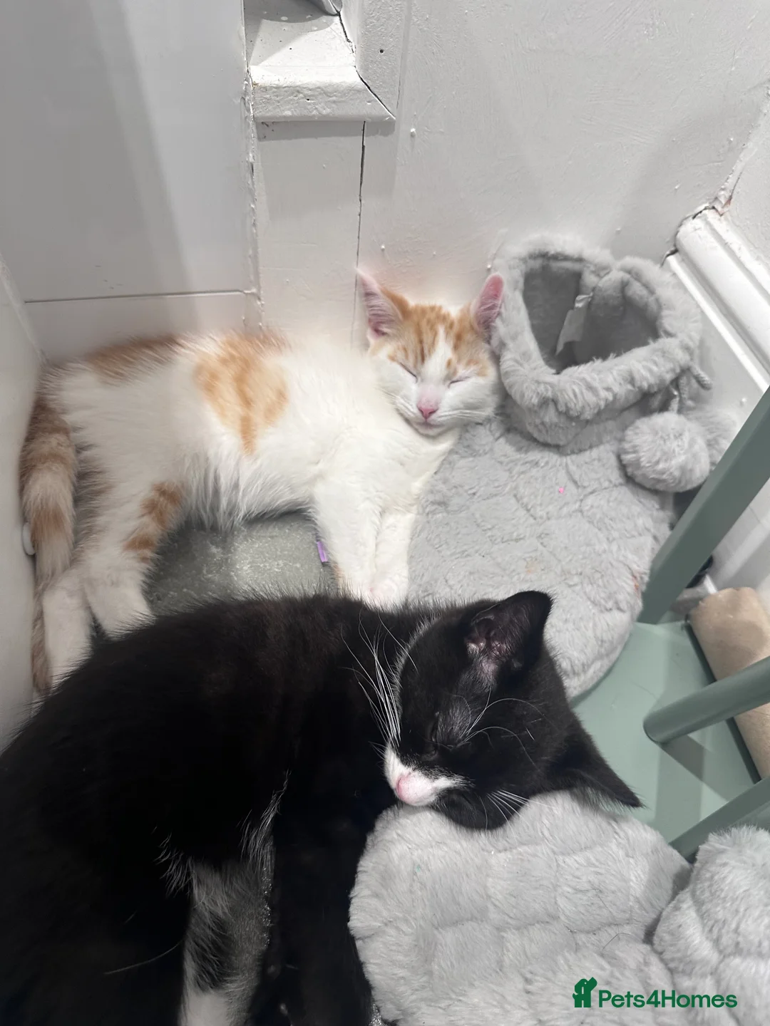 Mixed Breed cats for sale: Fluffy female ginger and white kitten  - Advert 2