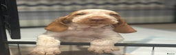 Bracco Italiano dogs for sale: KC TOP QUALITY BRACCO PUP AVAILABLE  - Advert 2