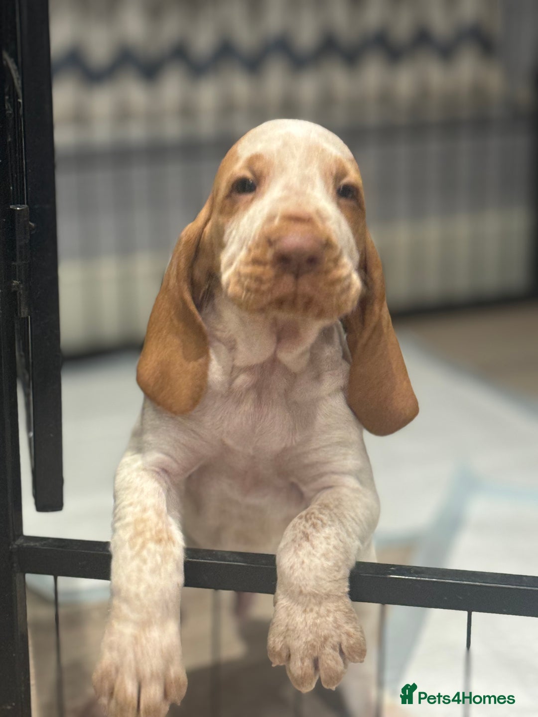 Bracco Italiano dogs for sale: KC TOP QUALITY BRACCO PUP AVAILABLE  - Advert 2
