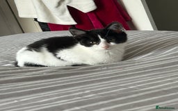 Mixed Breed cats for sale: Kitten for sale  - Image 2
