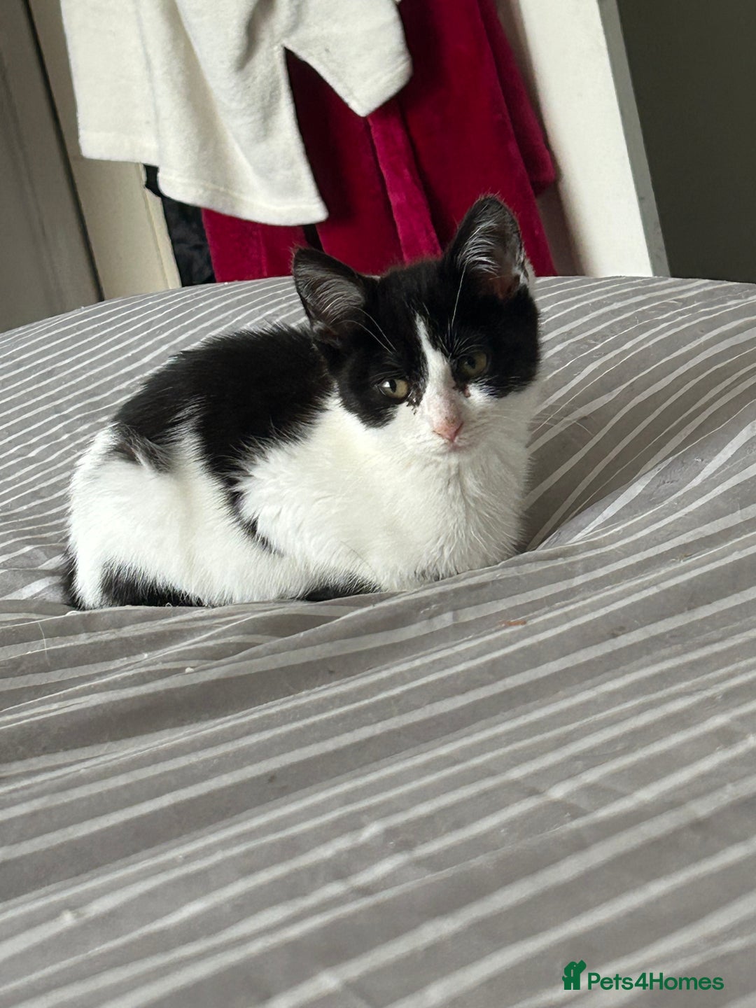 Mixed Breed cats for sale: Kitten for sale  - Image 2