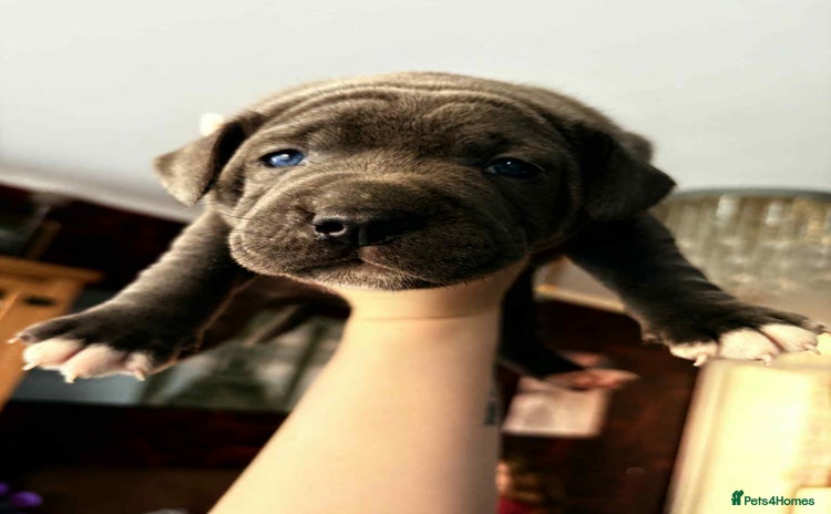 Staffordshire Bull Terrier dogs - Advert 13