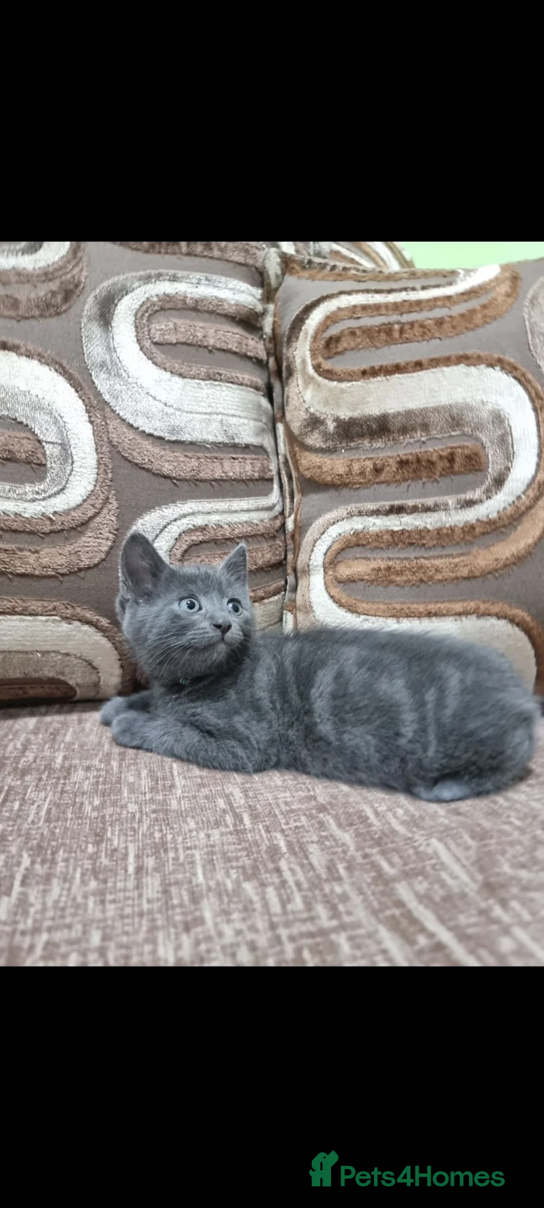 Russian Blue cats for sale: 4 beautiful Russian blue mixed with British blue - Advert 2