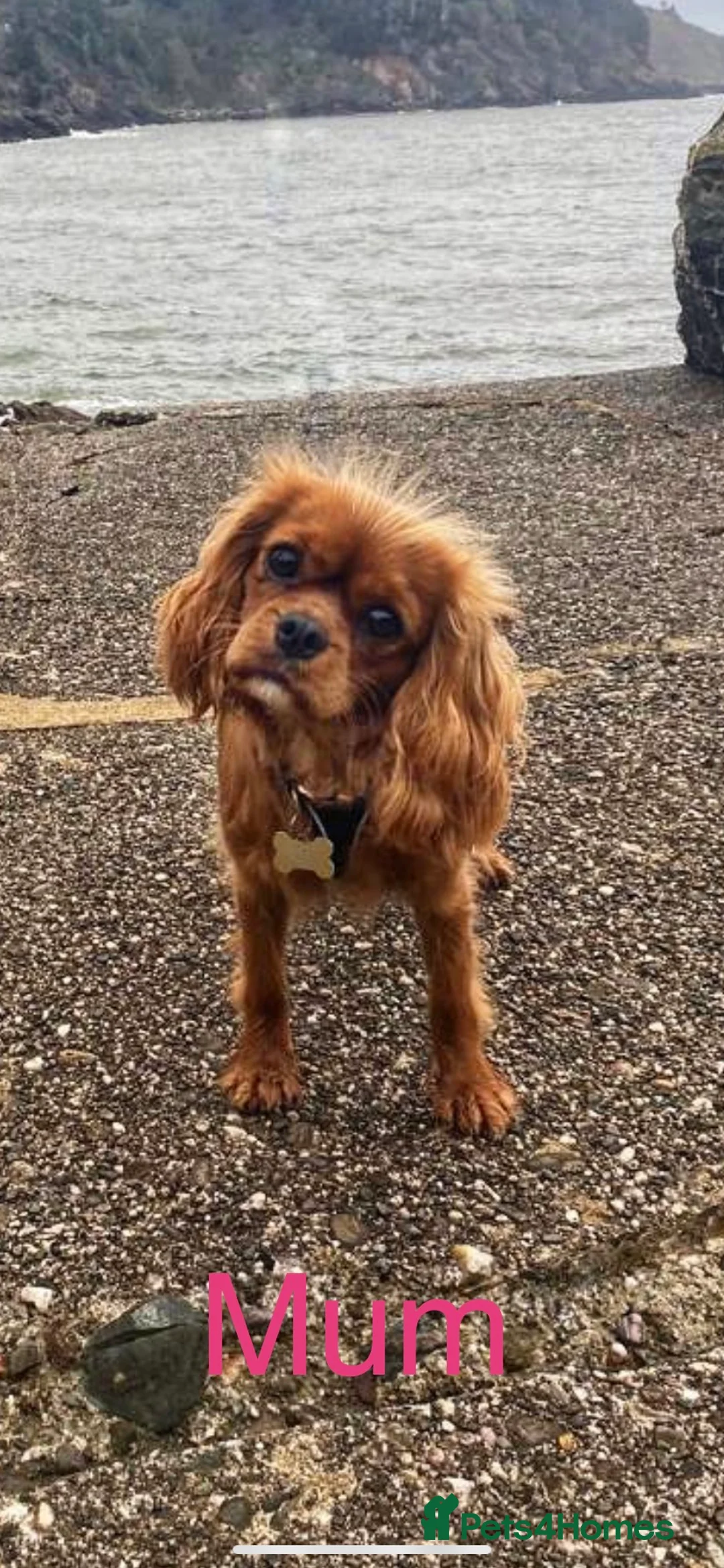 Cavapoo dogs for sale: F1 Toy Cavapoo puppies  - Advert 23