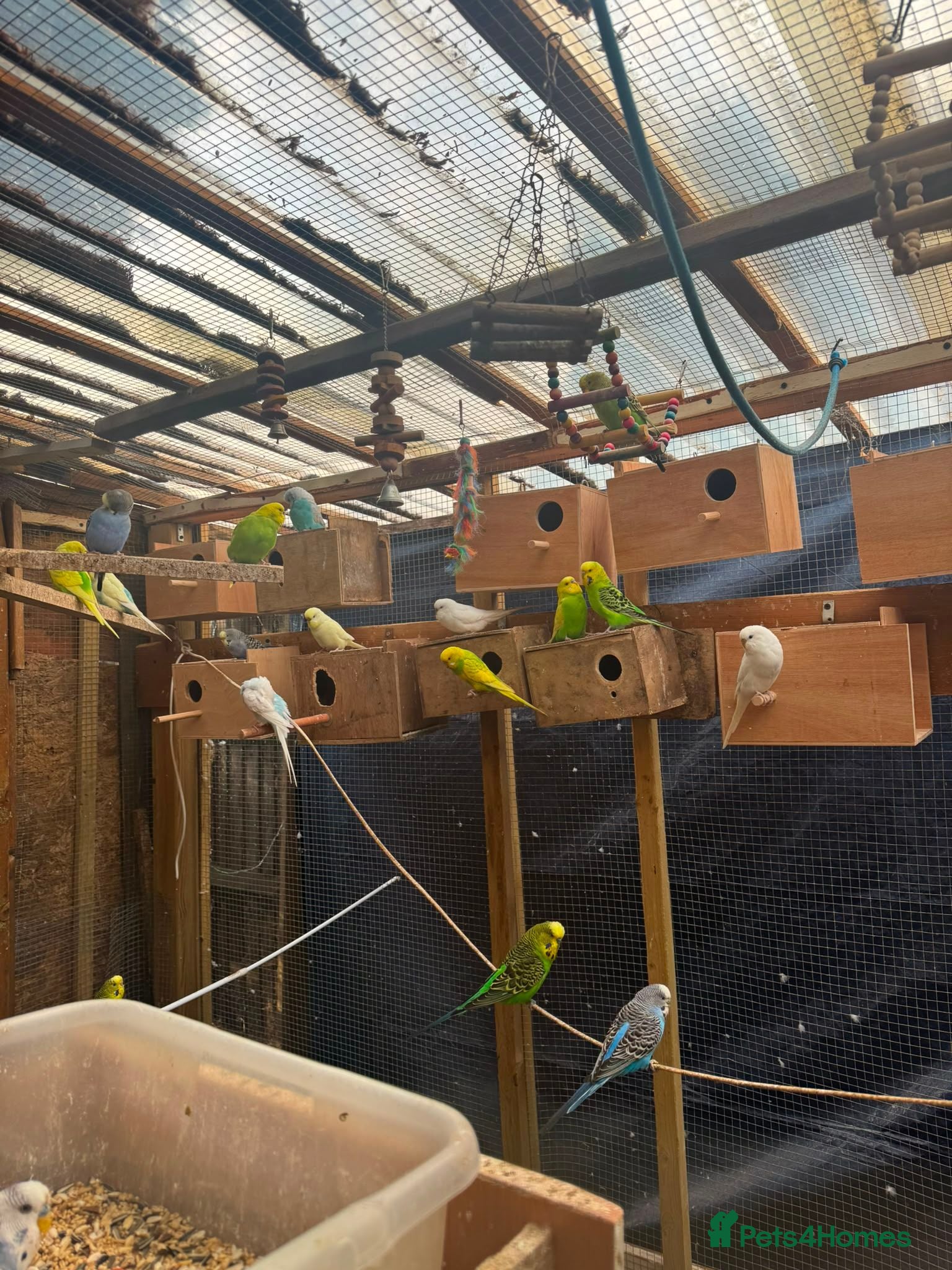 Budgerigars birds Bulk Deal Budgies - Advert 1