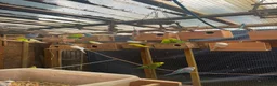 Budgerigars birds for sale: Bulk Deal Budgies - Advert 1