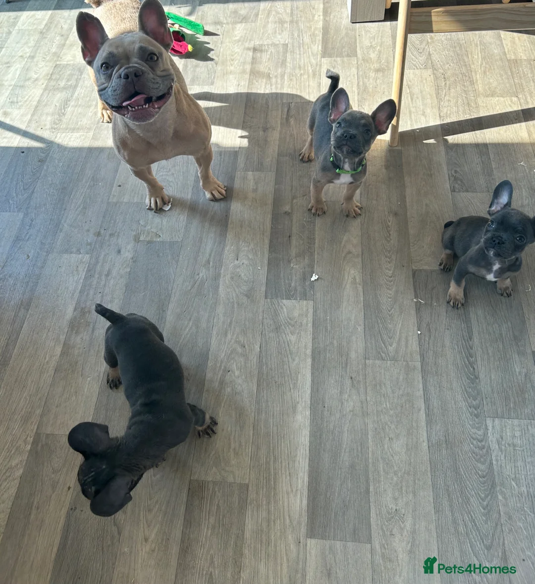 French Bulldog dogs for sale: Kc registered French bulldog bluetan/silverfawn - Advert 2