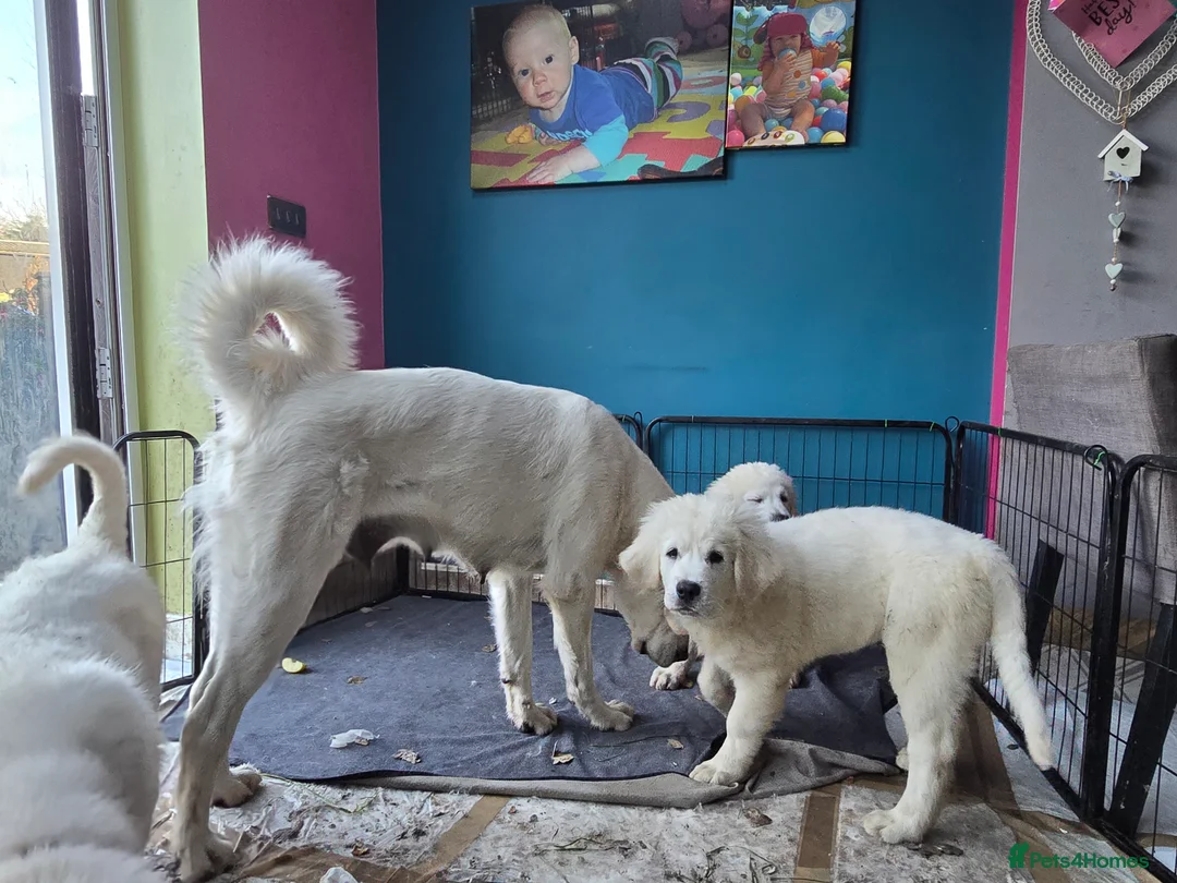 Pyrenean Sheepdog dogs for sale: Tatra Shepherd/Owczarek Podhalański PREMIUM MALE - Advert 8