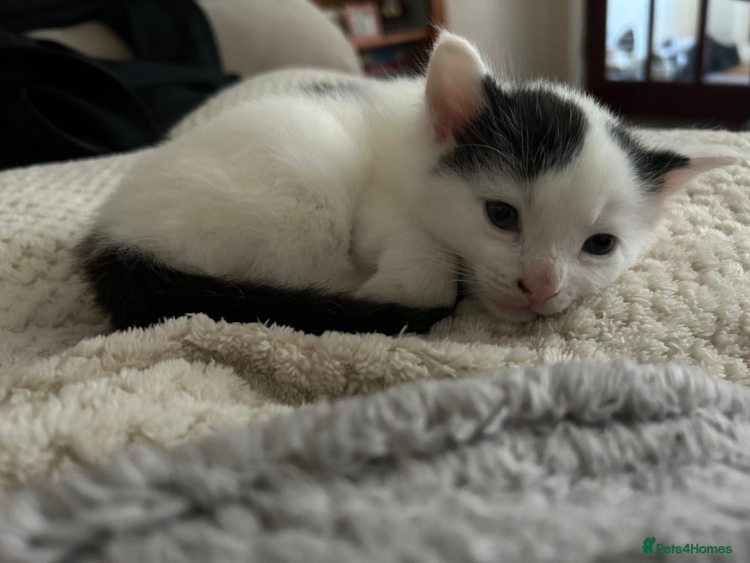 Norwegian Forest Cat cats for sale: Female kitten for sale  - Advert 6