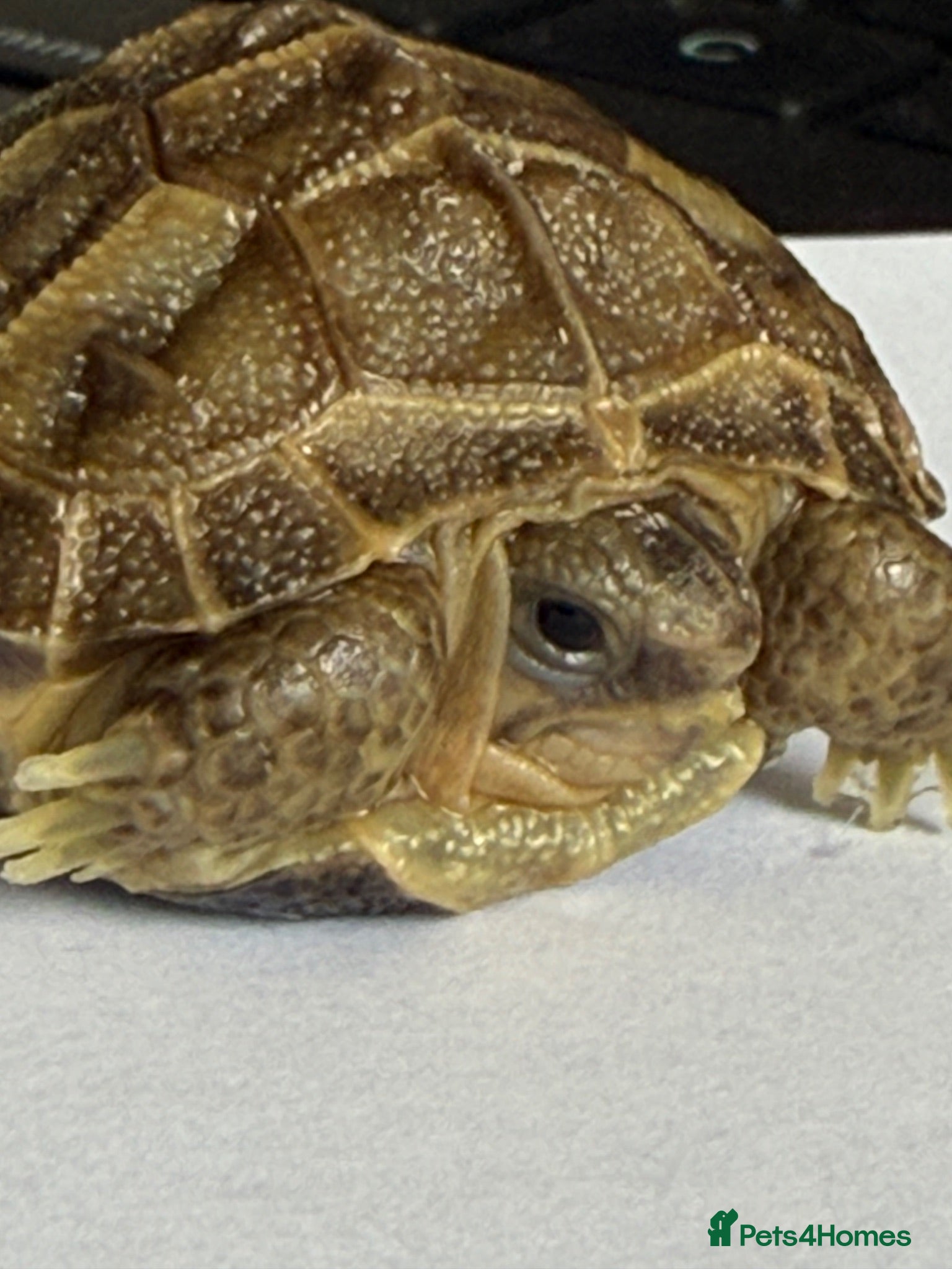 Tortoise reptiles Baby Horsefield tortoise  - Advert 5