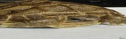 Tortoise reptiles for sale: Baby Horsefield tortoise  - Advert 1