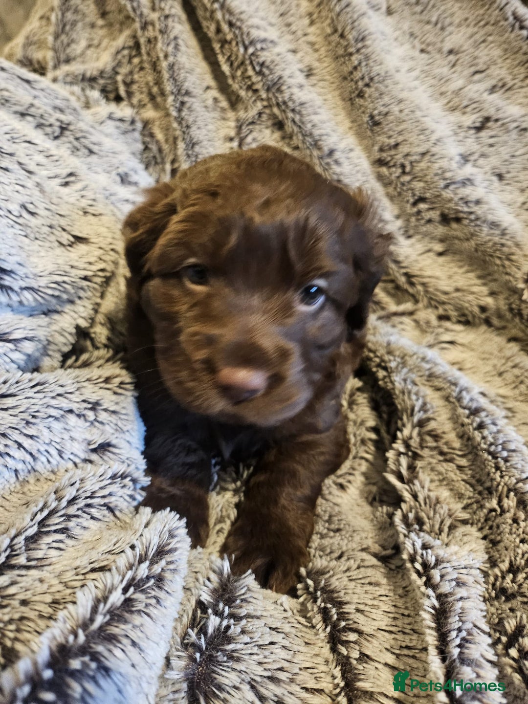 Cockapoo dogs for sale: Cockapoo puppies  - Advert 5