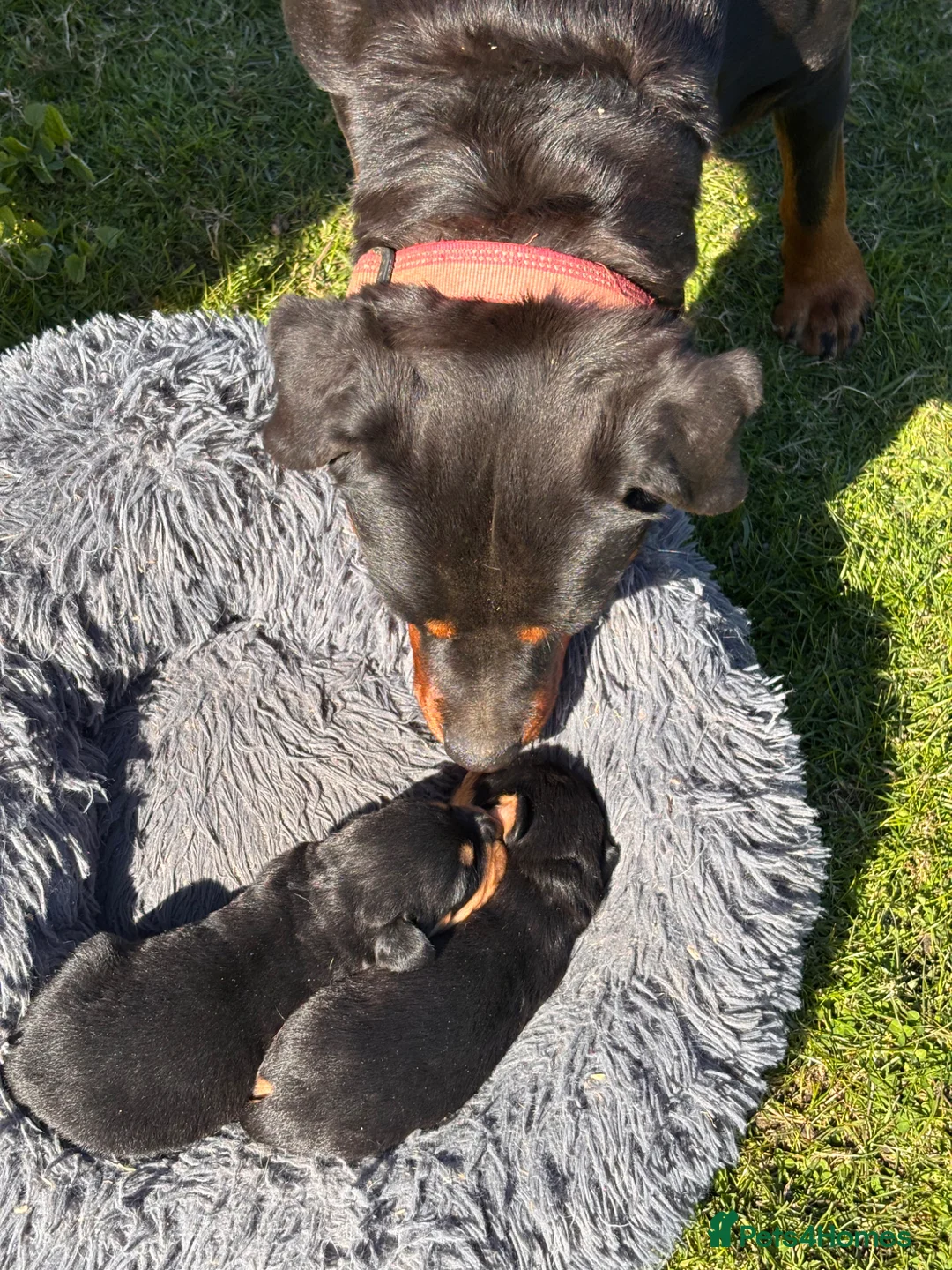 Rottweiler dogs for sale: Stunning Rottweiler Puppies  - Advert 2