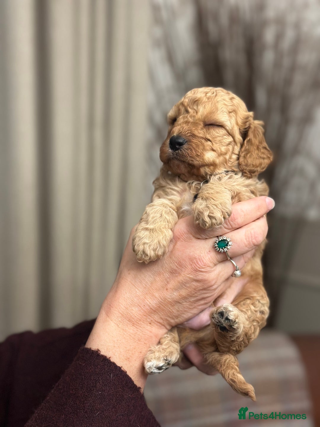 Shihpoo dogs for sale: F1b Shihpoo Puppies - 2 boys, 3 girls  - Advert 16