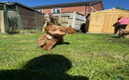 Cockapoo dogs for sale: Cockerpoo 8 months boy - Image 7