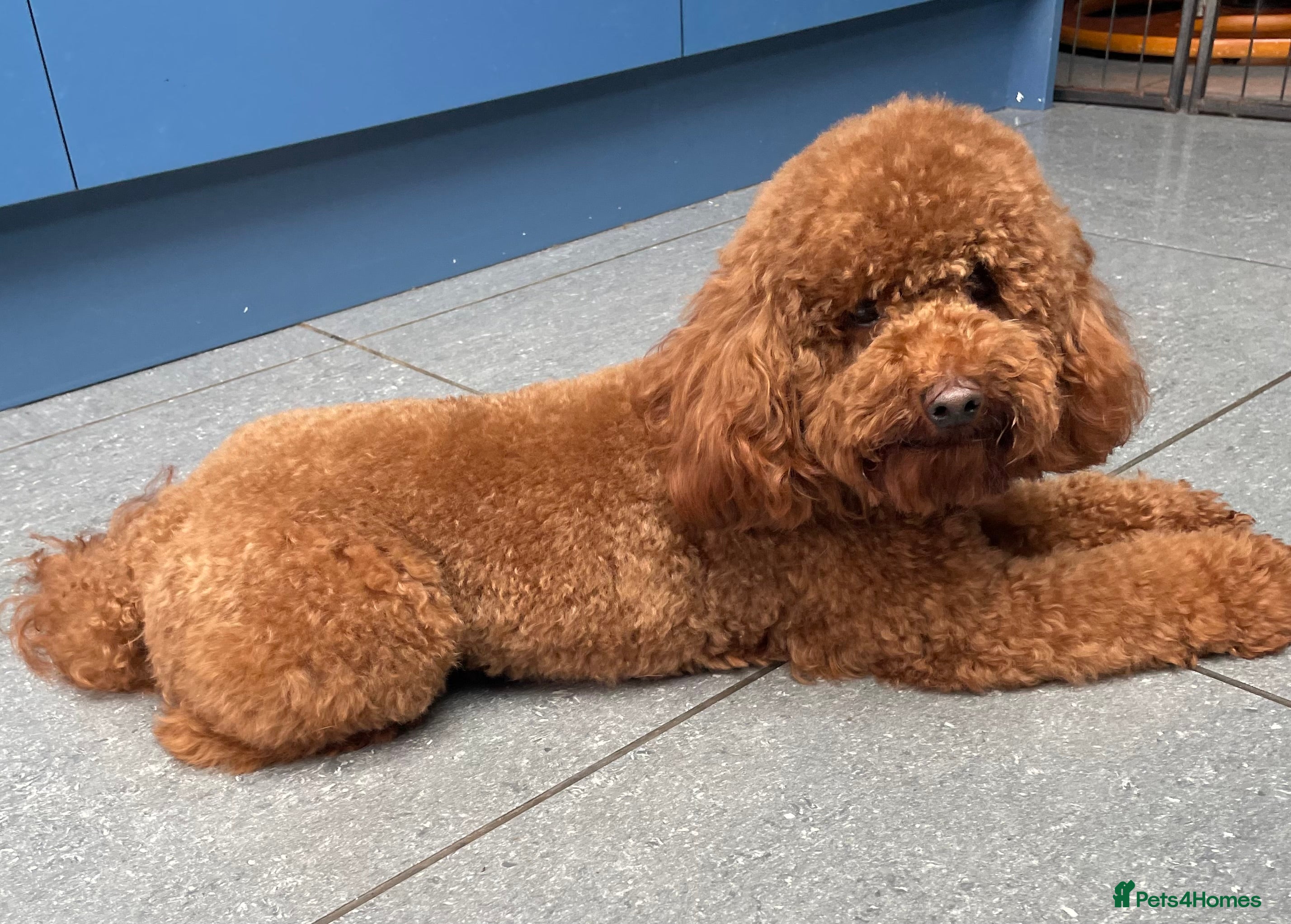 Toy Poodle dogs 🐾 Ralph – Handsome Deep Red KC Toy Poodle Stud 🐾 - Advert 5
