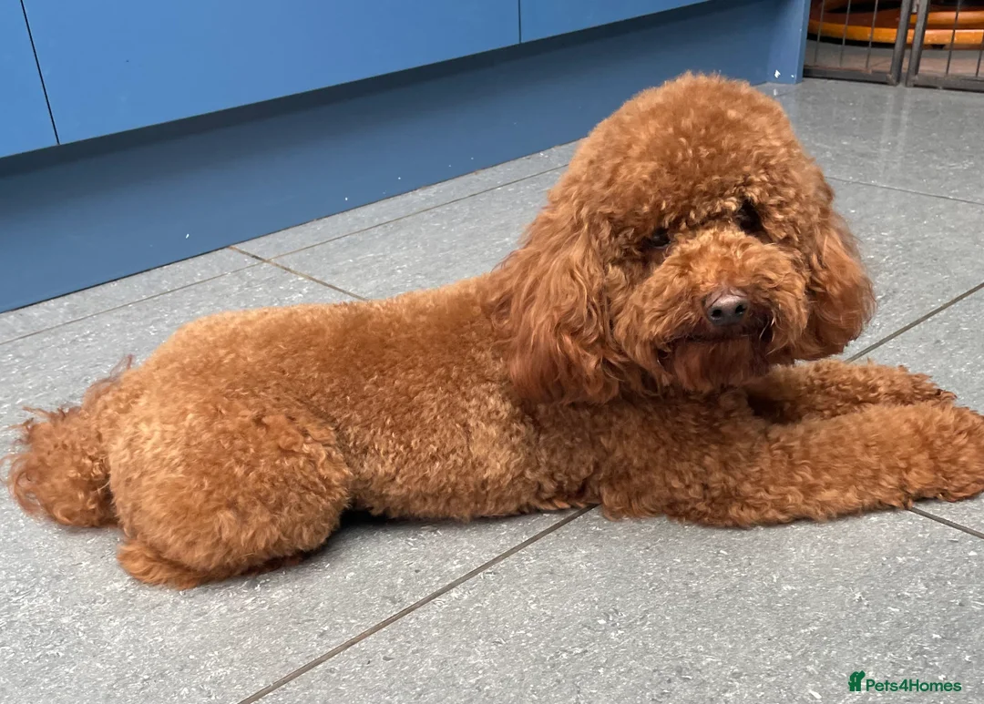 Toy Poodle dogs for stud: Ralph - Stud KC registered Toy Poodle  in Swadlincote - Advert 4