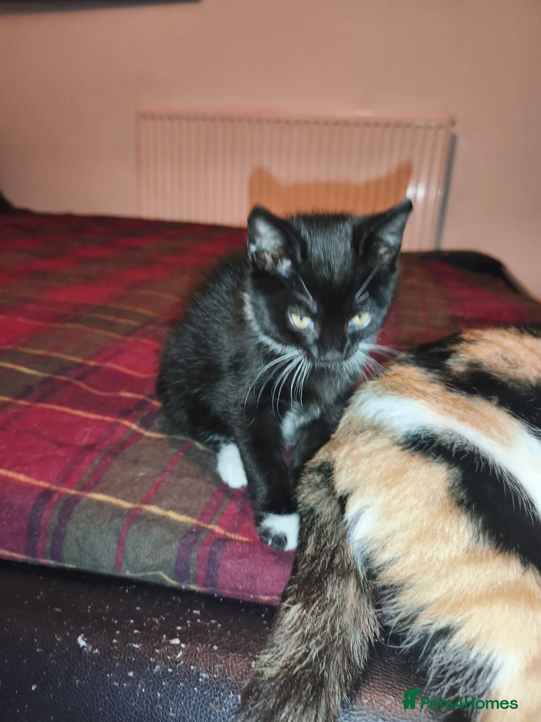 Mixed Breed cats for sale: 1 beautiful tuxedo kitten left - Advert 12