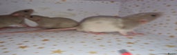 Rat rodents for sale: Baby dumbo rats - Advert 11