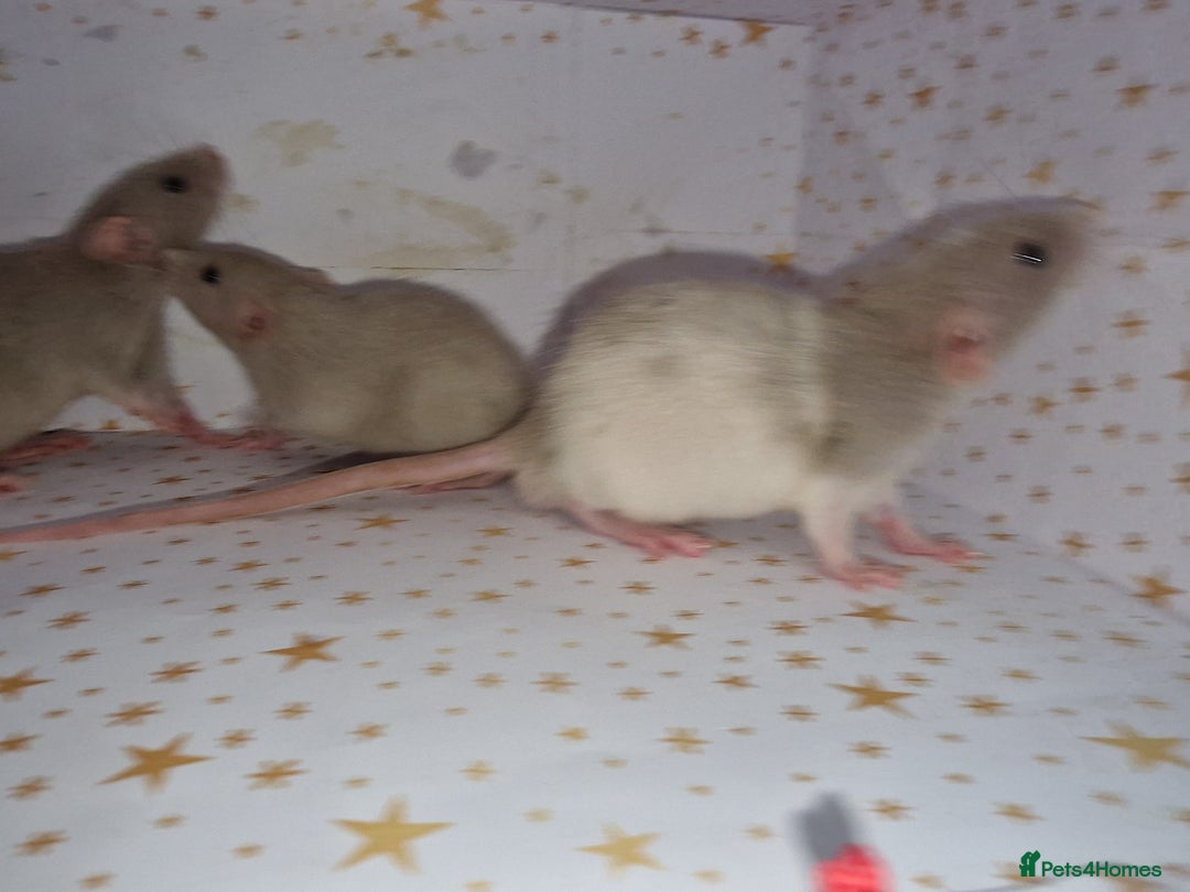 Rat rodents for sale: Baby dumbo rats - Advert 11