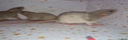 Rat rodents for sale: Baby dumbo rats - Advert 11