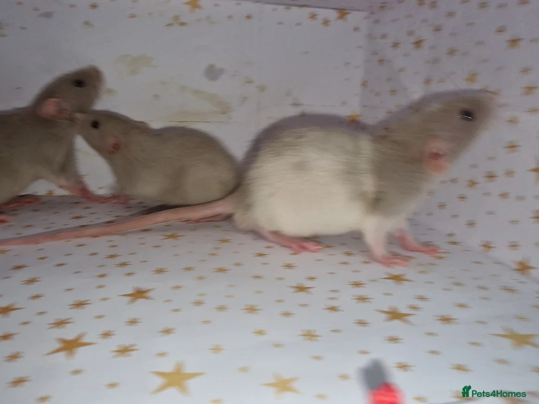 Rat rodents for sale: Baby dumbo rats - Advert 11