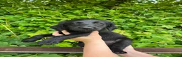 Labradoodle dogs for sale: Stunning Standard labradoodles f1   - Advert 5