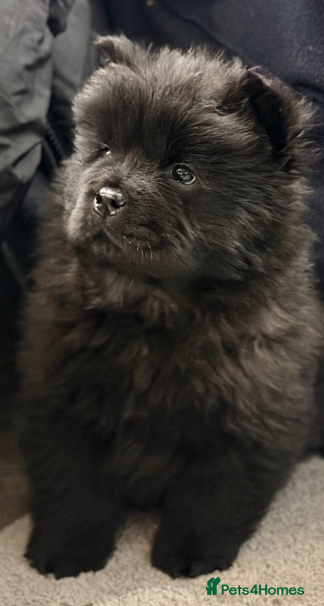 Chow Chow dogs for sale: Ready to go to their new homes.  - Advert 19