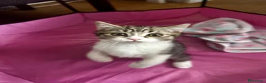 Mixed Breed Kitten 2