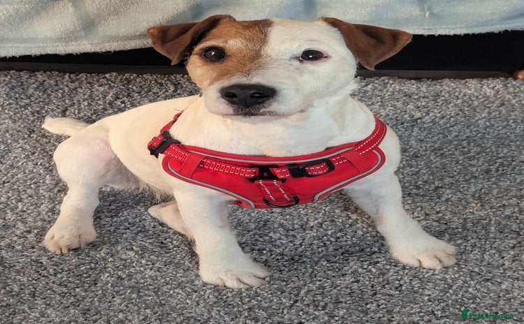 Jack Russell dogs - Advert 3