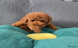 Toy Poodle dogs for sale: Toy poodle  K C Registered  - Image 8