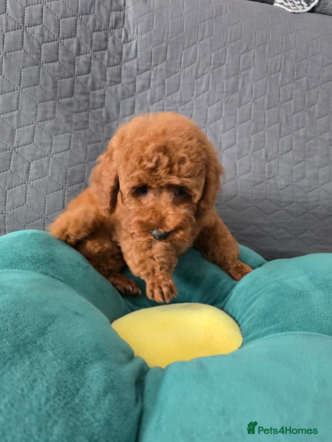Toy Poodle dogs for sale: Toy poodle  K C Registered  - Image 8