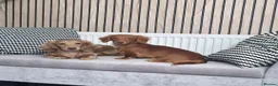 Miniature Dachshund dogs for sale:  Long Hair Dachshund  Dapple Male ,Parents KC  in Leven - Advert 14