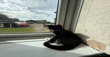Domestic Shorthair cats - Advert 9